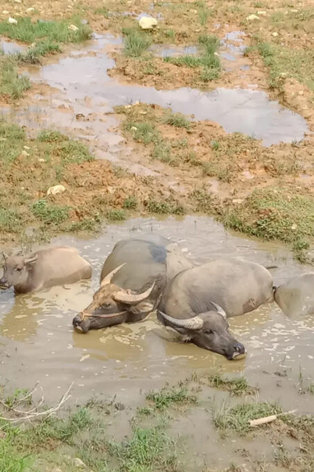 Trekking Dragon Mountain , Nature Views, Local Villages - Local Villages Explored