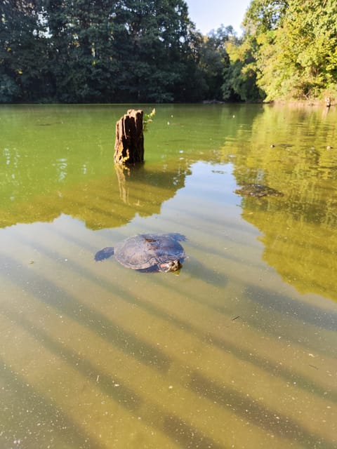 Trekking in the Wood With Picnic on the Turtles Lake - Nature Experience