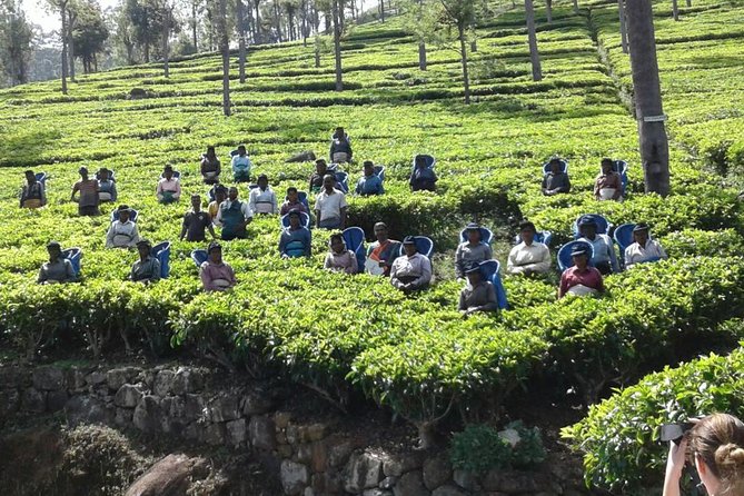 Trekking & Picnic in The Tea Plantation From Ella, Haputale & Bandarawela - Exploring the Tea Culture