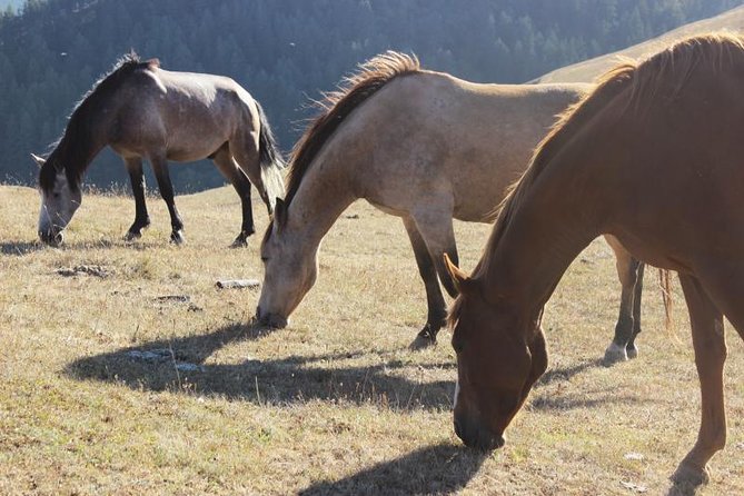 Trekking Tour From Tusheti to Khevsureti via Atsunta Pass - Transportation and Luggage Policies