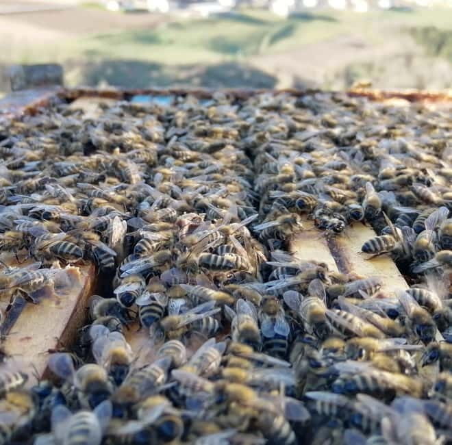 Trentino Agriconda: The adventure of the queen bee. We will explore the beehives. - Key Points