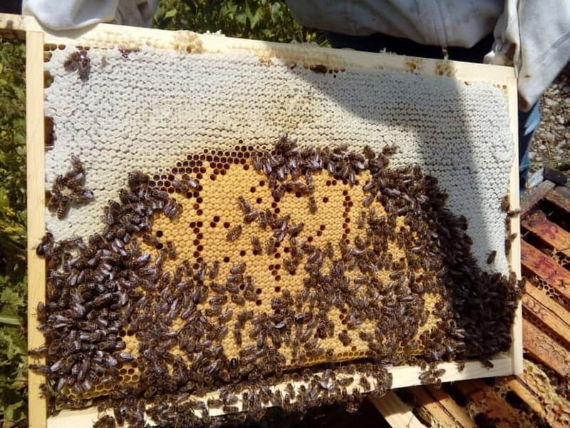 Trentino Agriconda: The adventure of the queen bee. We will explore the beehives. - Exploring the Beekeeping Adventure in Trentino