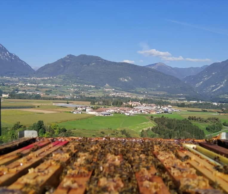 Trentino Agriconda: The adventure of the queen bee. We will explore the beehives. - The Sum Up