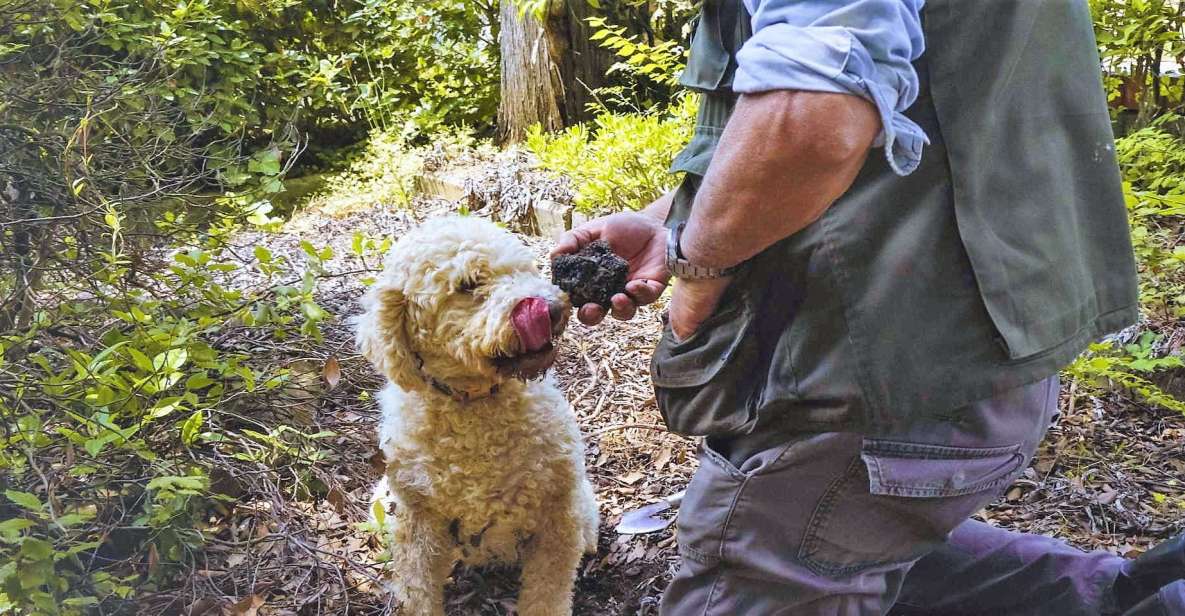 Trequanda: Tuscan Truffle Hunting Experience With Lunch - Key Points