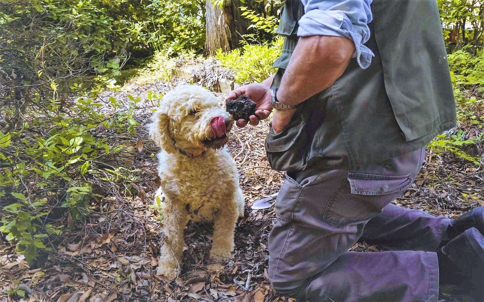 Trequanda: Tuscan Truffle Hunting Experience With Lunch - Cancellation Policy Details