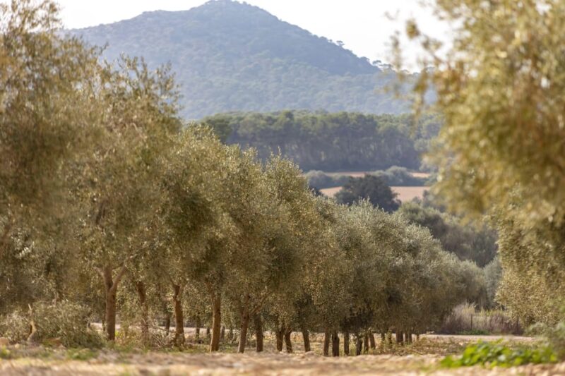 Treurer: Mediterranean Barbecue Night - Experience Highlights