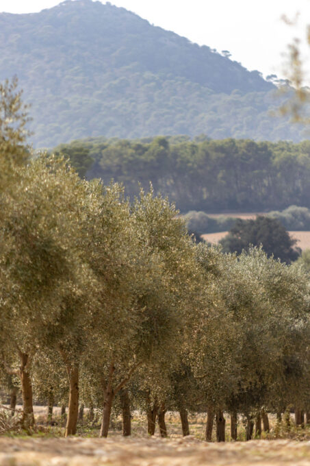 Treurer: Mediterranean Barbecue Night - Frequently Asked Questions