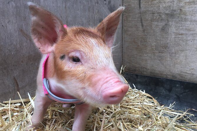 Trevena Glen 1hr Animal Tour - An Authentic Farm Experience Close to Brisbane