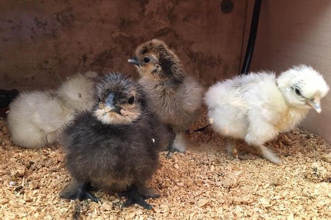 Trevena Glen 1hr Animal Tour - FAQ