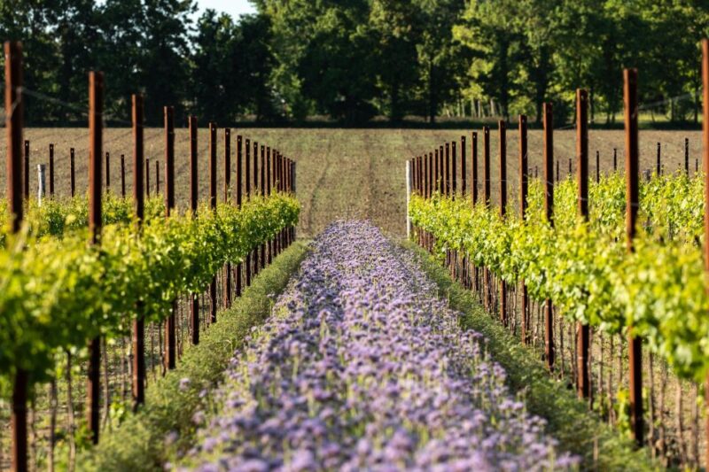 Treviso Neighborhood: Tenute Tomasella/Wine Experience - Tour Features and Options