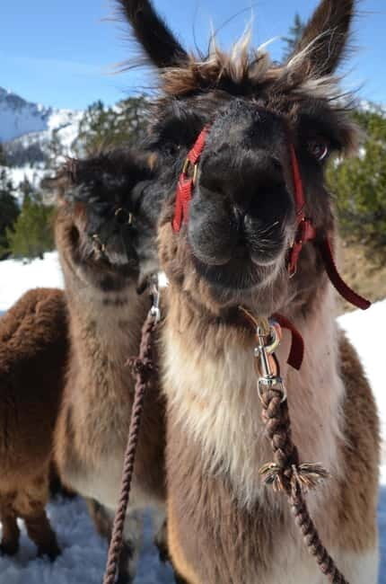 Triesenberg: Llama hike with a delicious BBQ in the middle of the forest - An In-Depth Look at the Tour