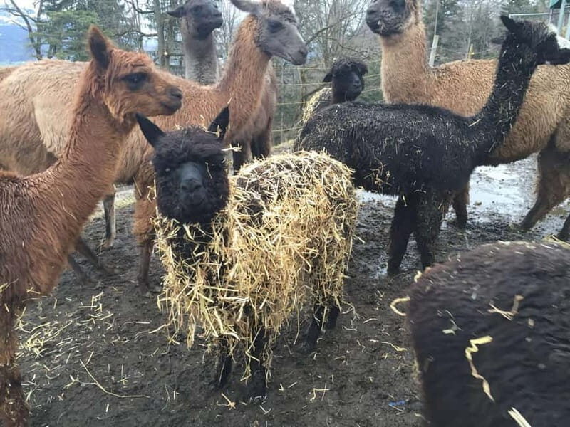 Triesenberg: Private hike with our llamas - In-Depth Look at the Experience