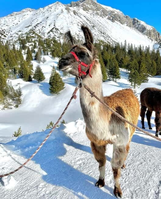 Triesenberg: Private hike with our llamas - Final Thoughts