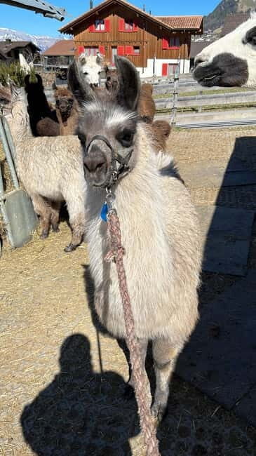 Triesenberg: Walk with Llamas in the Mountains - Final Thoughts