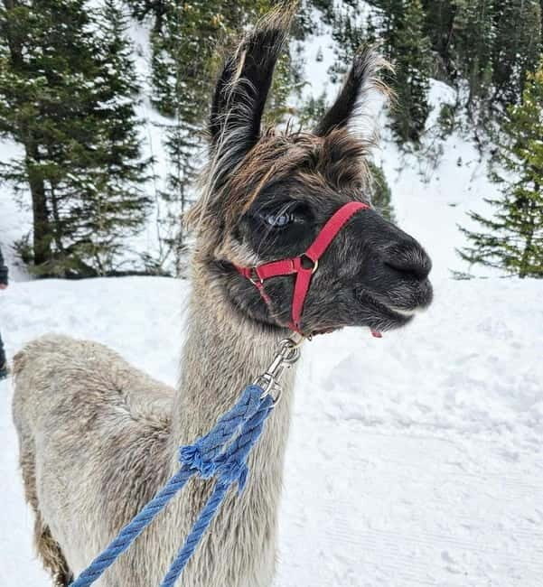 Triesenberg: Walking Tour with Llamas and Cheese Raclette - FAQ