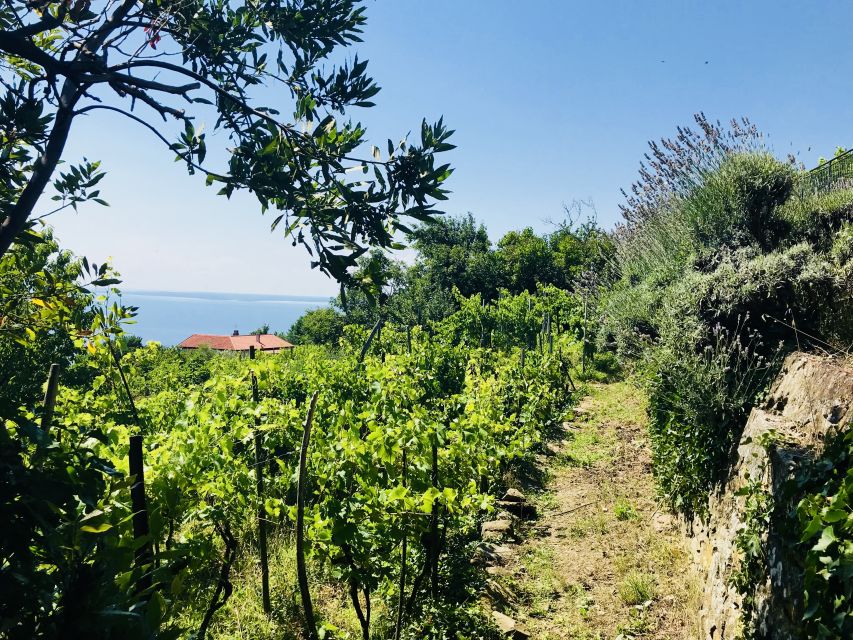 Trieste: 2.5-Hour Prosecco Origins Tour and Tastings - Whats Included in the Tour