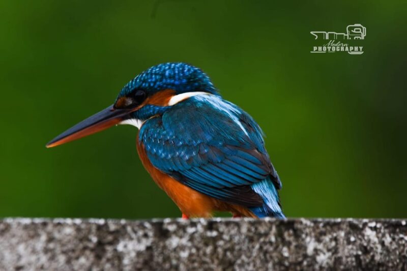 Trincomalee: Bird Watching Tour - Good To Know