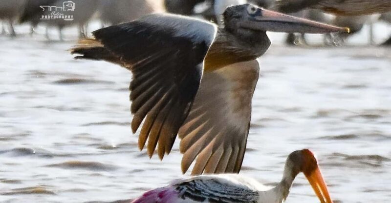 Trincomalee: Bird Watching Tour - Booking Information