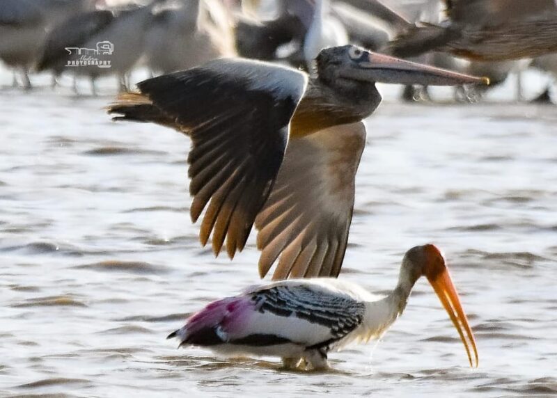 Trincomalee: Bird Watching Tour - Experience Highlights