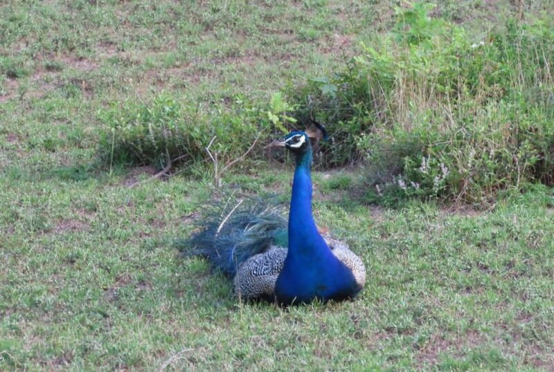 Trincomalee: Bird Watching Tour - Inclusions and Exclusions