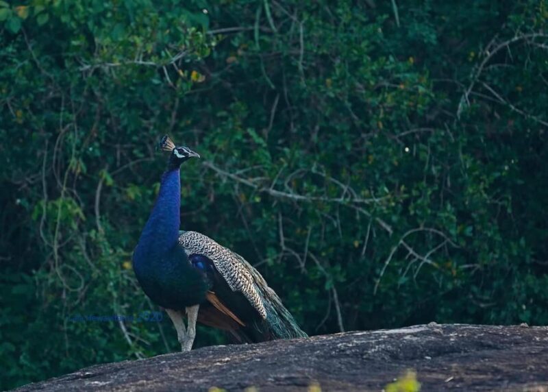 Trincomalee: Bird Watching Tour - Spotting Rare Species