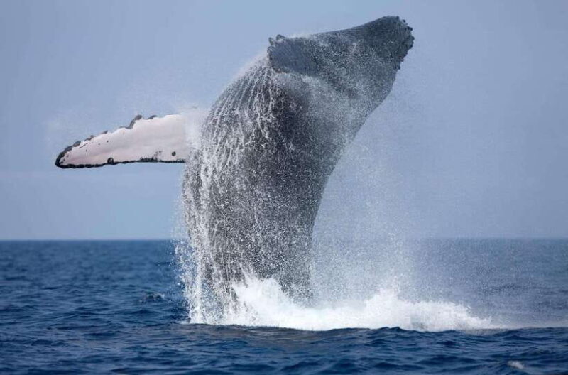 Trincomalee : Whale & dolphin watching +pigeon island tour - Key Points
