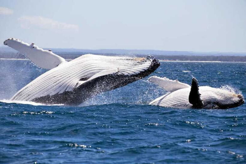 Trincomalee : Whale & dolphin watching +pigeon island tour - Who Should Consider This Tour?