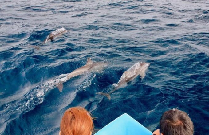 Trincomalee: Whales & Dolphin Watching Tours - Best Time to Visit