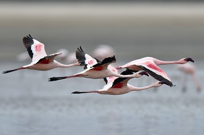 Trinidad and Tobago Flamingos, Scarlet Ibis Tour - The Itinerary Breakdown