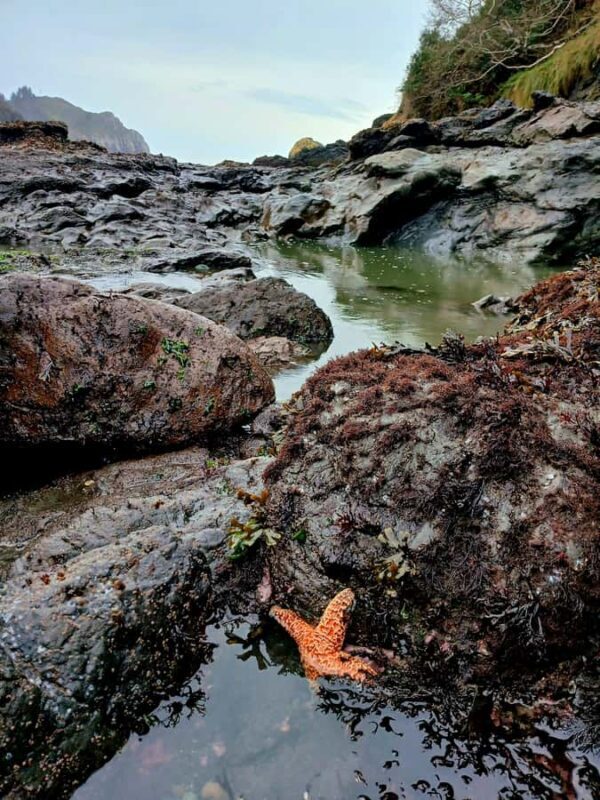Trinidad: Elk Head Trail Guided Nature Walking Tour - What to Expect from the Elk Head Trail Guided Tour