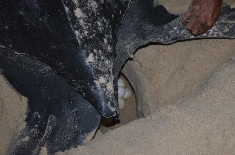 Trinidad: Leatherback Turtle Migration Observation - Key Points