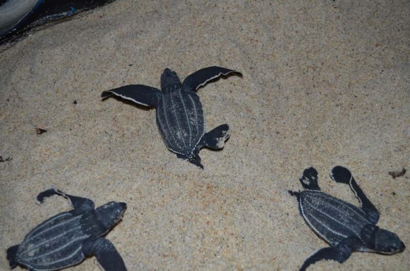 Trinidad: Leatherback Turtle Migration Observation - A Detailed Look at the Tour Experience