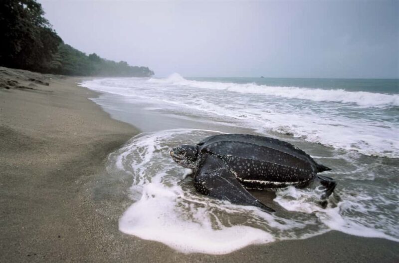 Trinidad: Leatherback Turtle Migration Observation - Pricing & Value