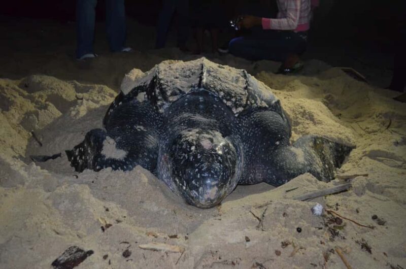Trinidad: Leatherback Turtle Migration Observation - Final Thoughts