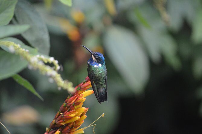Trinidad Nature and Asa Wright Center Full-Day Tour from Port of Spain - FAQ