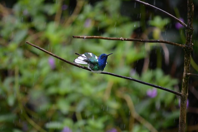 Trinidad Nature and Asa Wright Center Full-Day Tour From Port of Spain - Itinerary Highlights