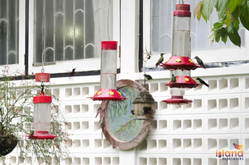 Trinidad: The Humming Bird Experience - Key Points