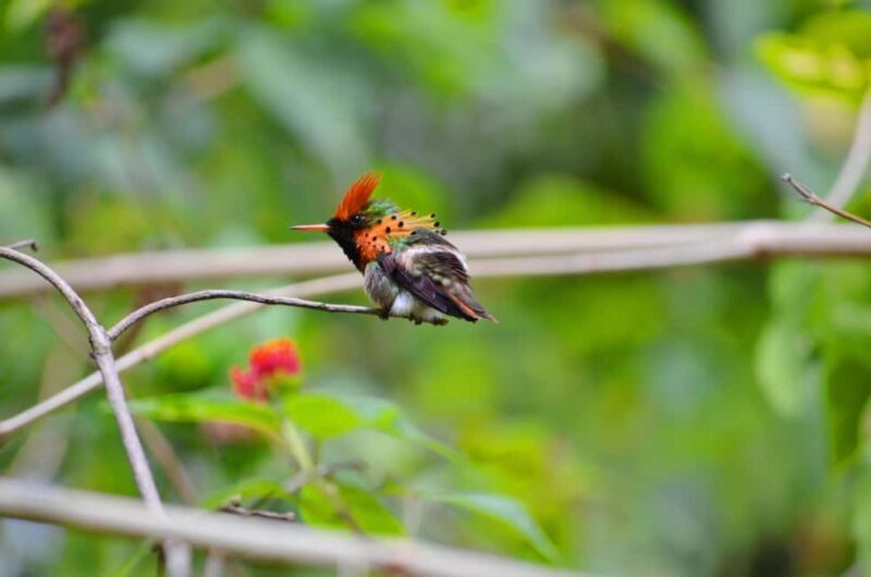 Trinidad: The Humming Bird Experience - Learning Through Slide Shows and Cultural Insights