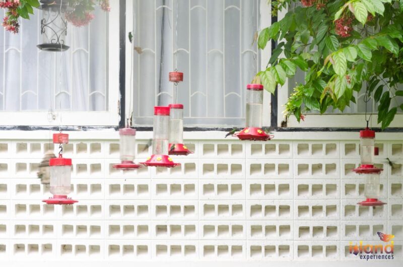 Trinidad: The Humming Bird Experience - Practicalities and Tips