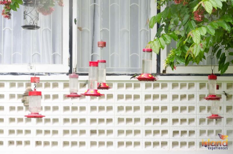 Trinidad: The Humming Bird Experience - The Sum Up