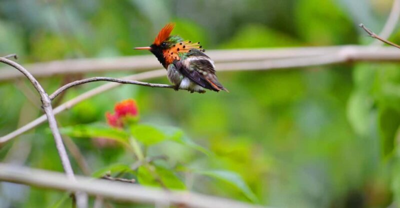 Trinidad: The Humming Bird Experience - FAQ