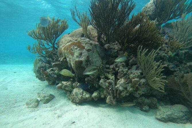 Trip to Mayan Ruins and Caribbean Village with Snorkeling - An In-Depth Look at the Tour Experience