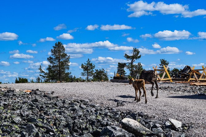 Trip to Pyhä-Luosto National Park and Amethyst Mine - Group Size and Duration