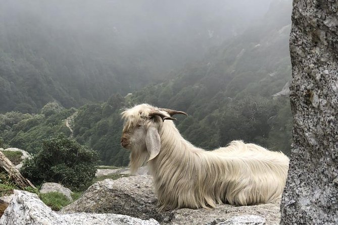 Triund Trek - Whats Included in the Package