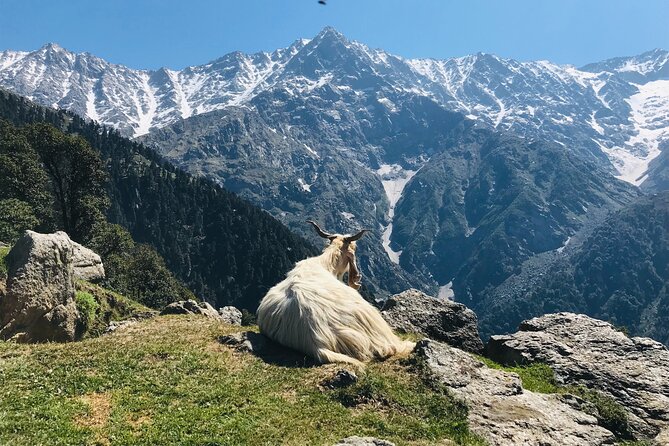Triund Trek With Manu Adventures India - Key Points