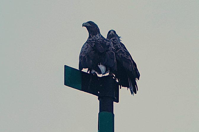 Trollfjord and Sea Eagle Safari Tour From Svolaer - Meeting Information