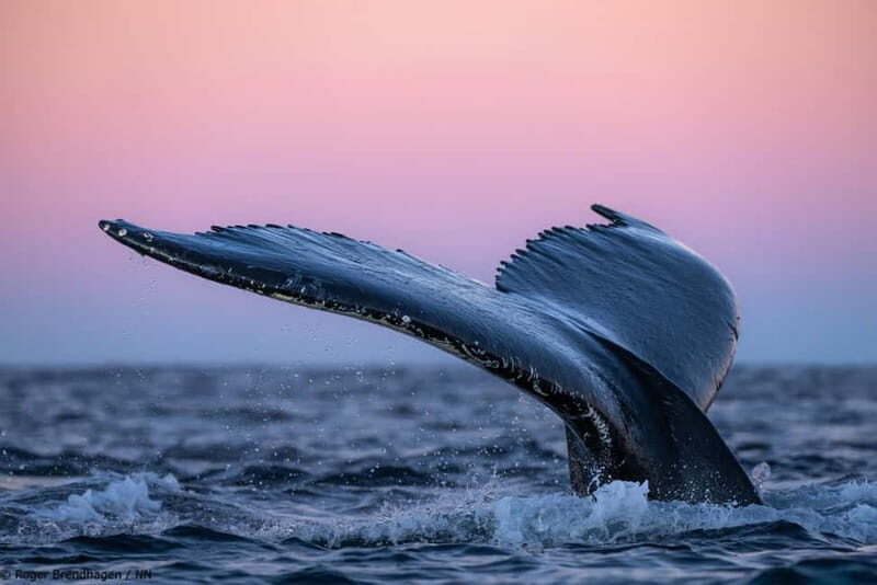 Tromsø: 24hr Northern Lights & Whale Watching Cruise - Key Points