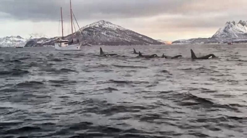 Tromsø 3-Days Whale Watching, Northern Lights & Dog Sledding - Inclusions