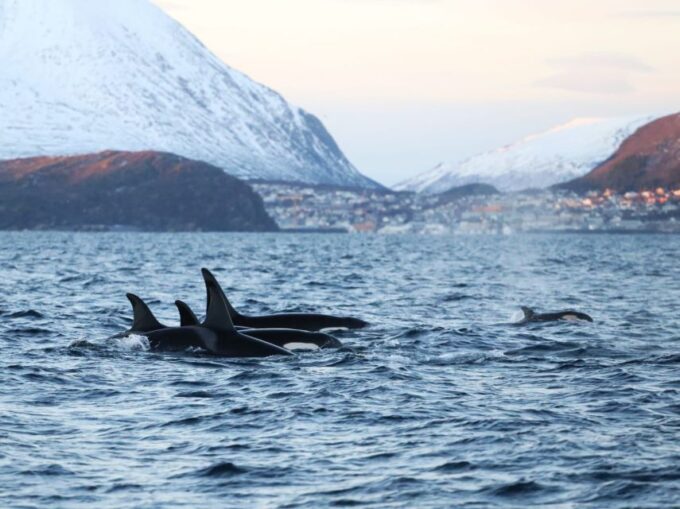 Tromsø 3-Days Whale Watching, Northern Lights & Dog Sledding - Frequently Asked Questions