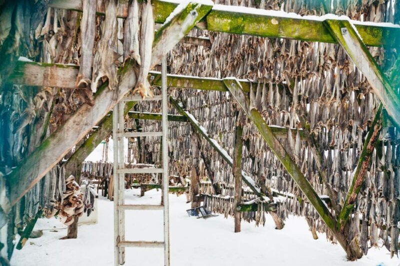 Tromsø: Arctic Fjord Cruise With Stop On Land At Fish Racks - An In-Depth Look at the Experience